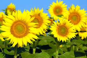 Соняшник: оптимізація вирощування