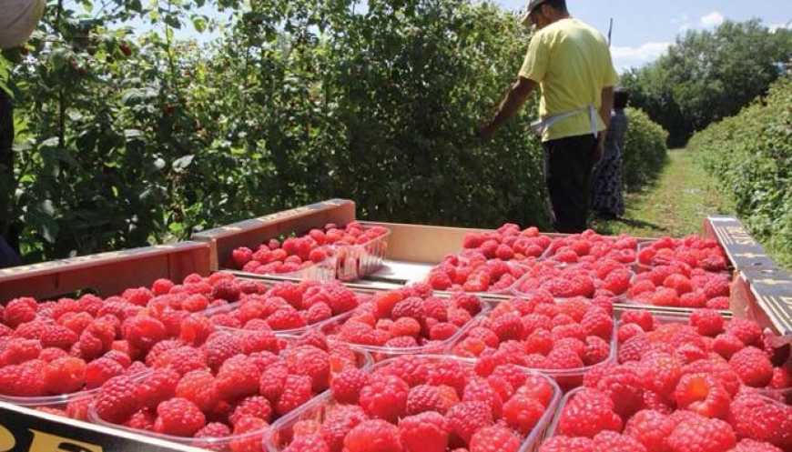 На Волині фермерам пропонують безвідсоткові позики для створення нових плантацій малини