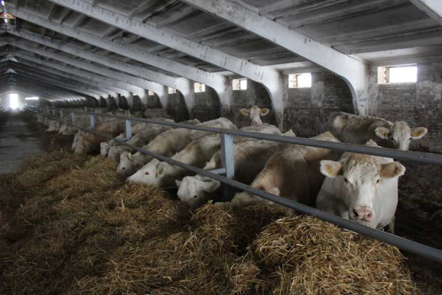 На Рівненщині будують молочну ферму на 1,5 тисячі голів