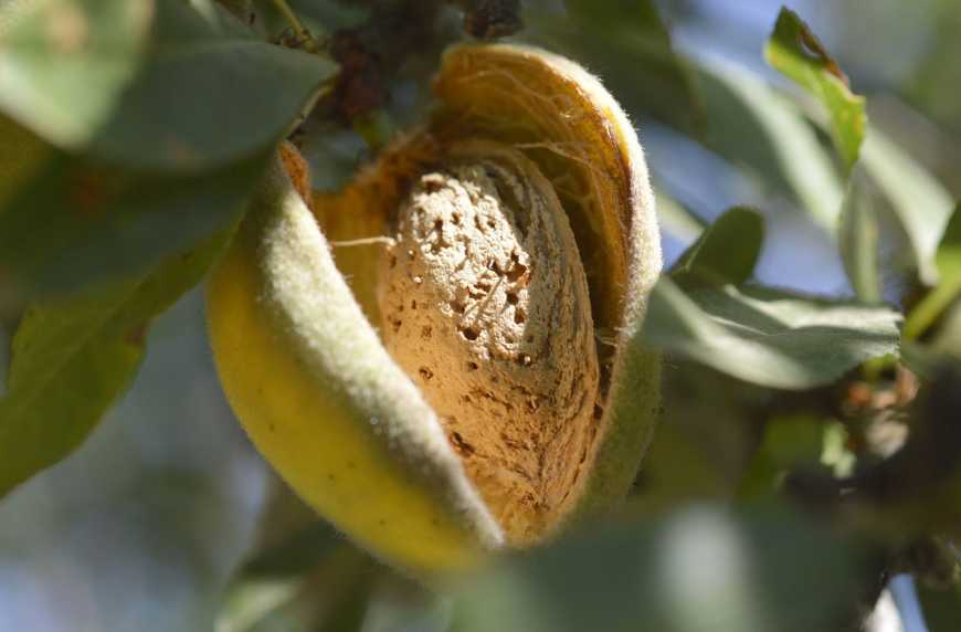 В Україні можуть з’явитися промислові сади мигдалю