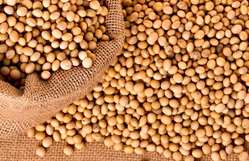 Унікальне насіння сої в лінійці продукції бренду RYASNO
