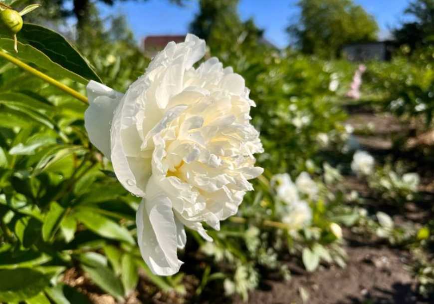 Скільки можна заробити на 1 га півоній