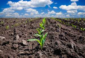 Вплив щільності ґрунту на урожайність сільськогосподарських культур за різних систем обробітку