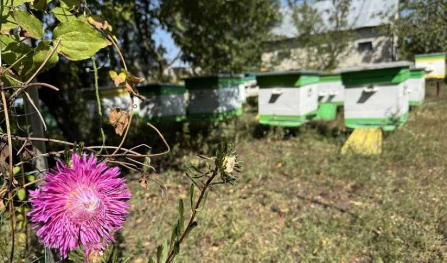 На Донеччині бджолярка готує чималу прифронтову пасіку до евакуації