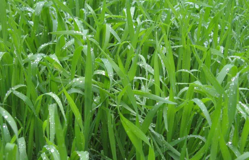 Як підтримати озимі цієї весни? Поради експертів ALFA Smart Agro