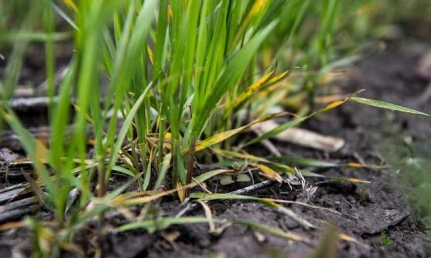 Осіння посівна-2024: в Україні озимими засіяно 95% запланованих площ