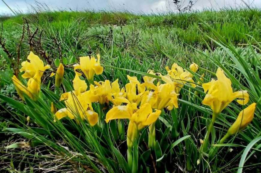 На півдні України масово цвітуть карликові іриси