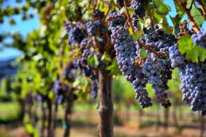 Що впливає на ріст і розвиток плантації винограду