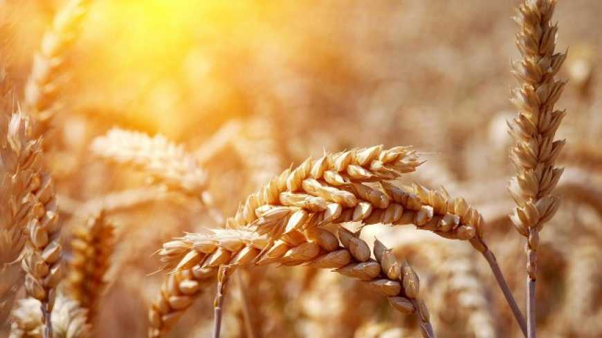 Новий ДСТУ «Пшениця. Технічні умови»: на що варто звернути увагу?