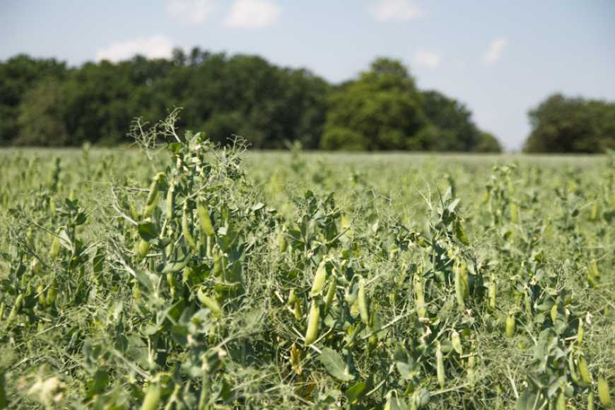 Площі під коноплями та горохом в Україні зростатимуть завдяки появі потужностей з їхньої переробки ‒ Соболев