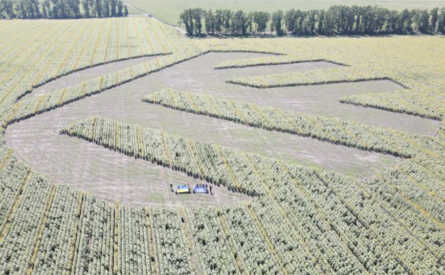 Зростання в співпраці: як під час війни українські аграрії вирощують насіння світової якості