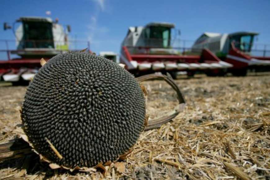 Жнива-2020: аграрії України розпочали збирання соняшника та проса