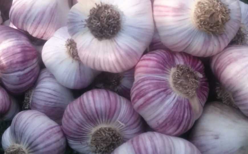 Україна експортує насіння часнику до країн Європи