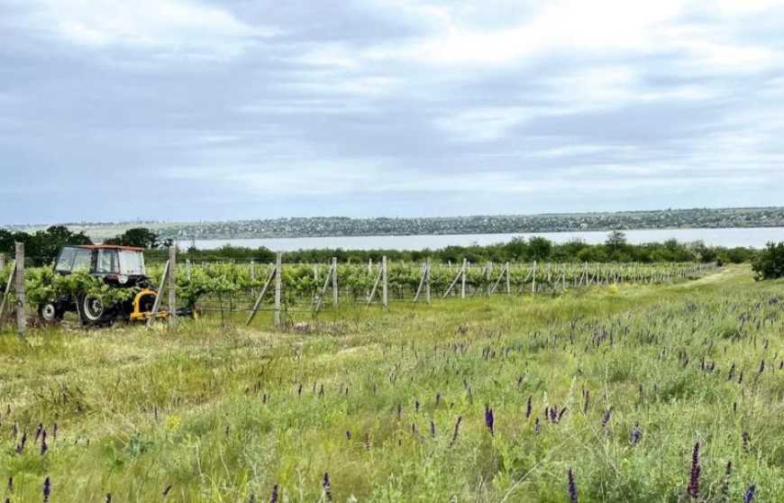 На Миколаївщині заклали нові виноградники на розмінованих землях