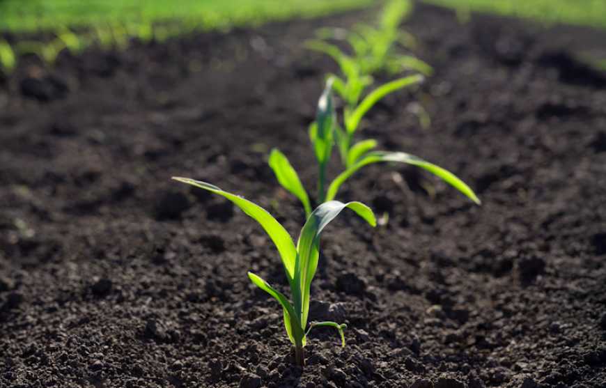 Як перемогти ваточник сирійський у кукурудзі