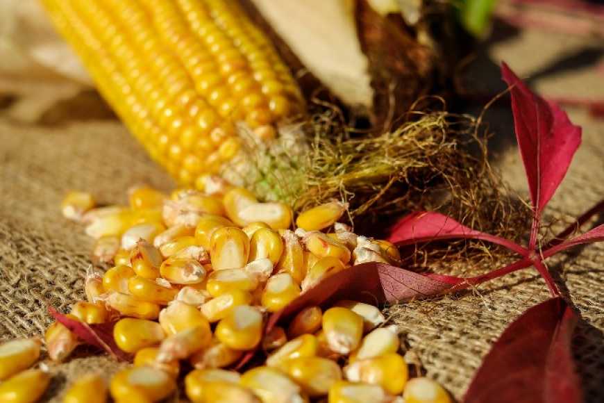 Новий звіт USDA призвів до різкого падіння цін на кукурудзу