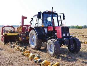 Вирощування гарбузів дозволяє отримати 650-700 доларів з гектару
