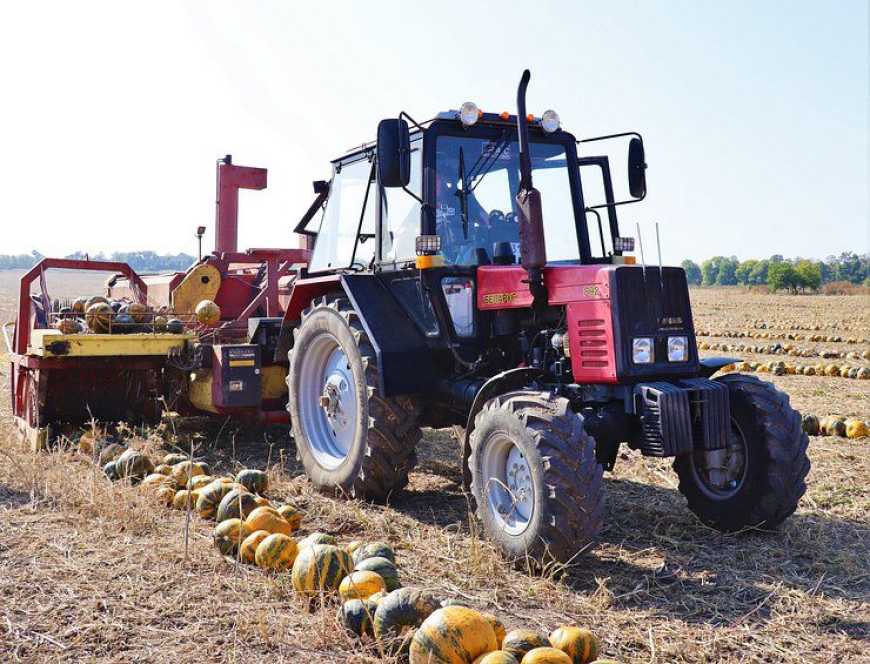Вирощування гарбузів дозволяє отримати 650-700 доларів з гектару
