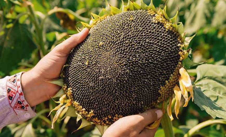 Кіровоградщина лідирує за валовим збором та площами посівів соняшнику