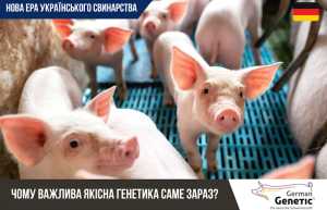 Якісна генетика — це ключ до успіху в свинарстві!