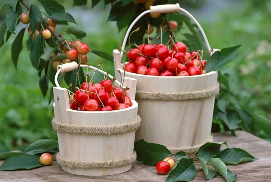 Фермери залишилися незадоволені цьогорічним сезоном черешні