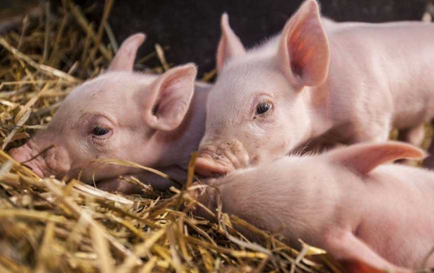 KSG Agro розпочав програму реалізації поросят на дорощування середнім та великим свинофермам