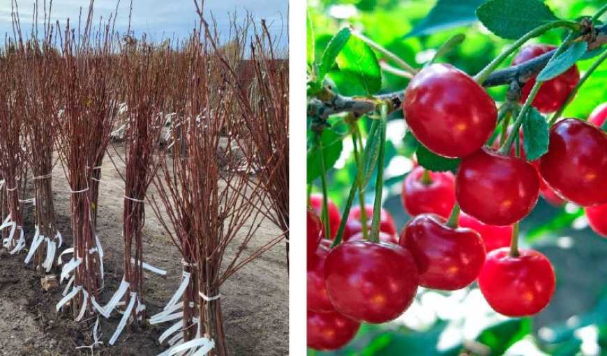 Україна експортуватиме саджанці вишні на ринок ЄС