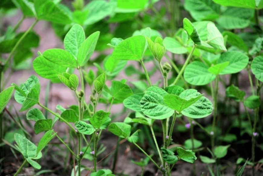 Як збільшити продуктивність сої, накопичити біологічний азот у ґрунті і загалом отримати максимальний рівень врожайності?