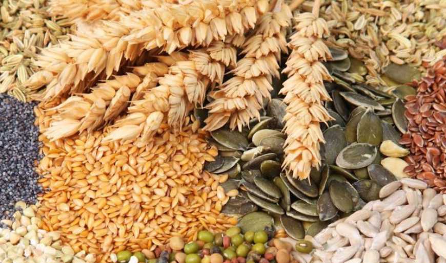 Виробництво насіння в Україні в 2024 році оцінюється у 500 тис. тонн