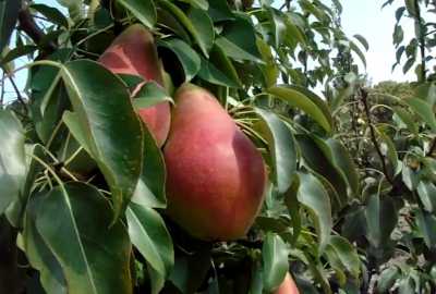 Українські аграрії все частіше закладають «інтенсивні» грушеві сади