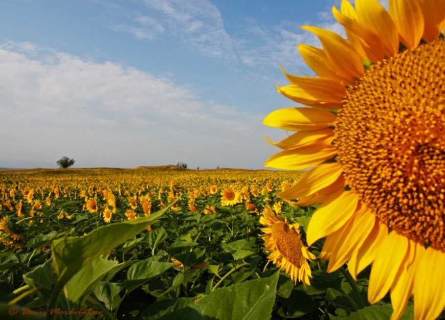 Китай став основним імпортером соняшникового шроту з України