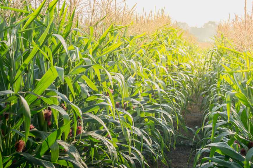 Глобальний і внутрішній ринки кукурудзи
