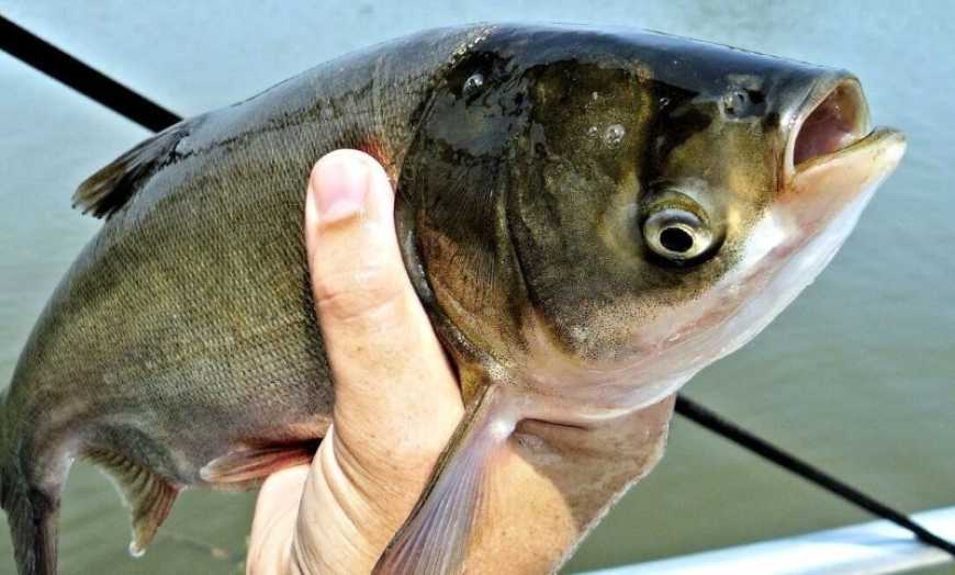 На Полтавщині випустили у річку 10 тис. екземплярів товстолоба