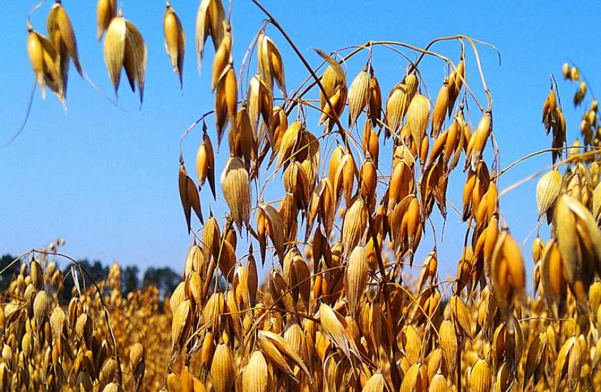 В Україні зменшується кількість виробників органічного вівса та проса