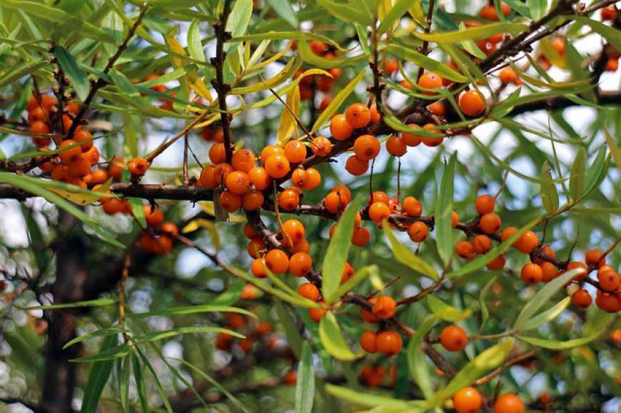 Тренд на культивування обліпихи набирає обертів