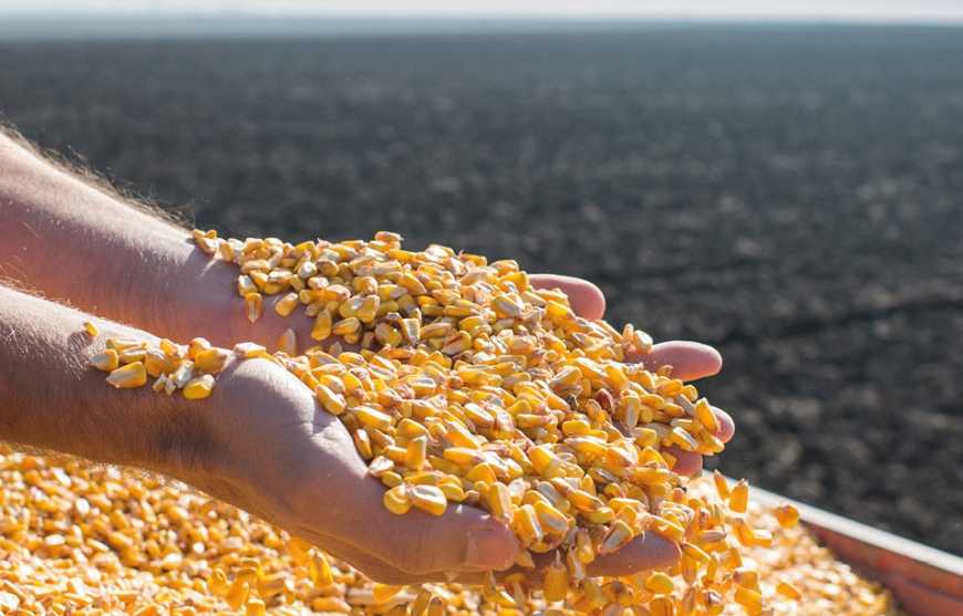 Посівна-2026: аграрії України розпочали сівбу кукурудзи і проса