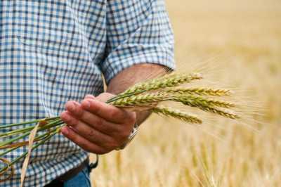 Прогноз світового виробництва зернових на 2020/21 МР знижено на 2,5 млн тонн