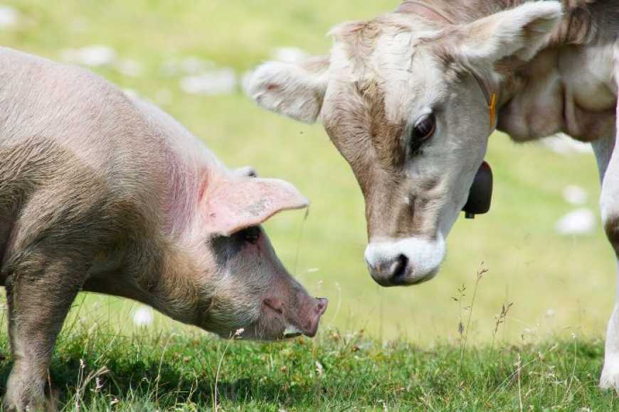 Цьогоріч виробництво валової продукції тваринництва в Україні збереже зростаючу динаміку – прогноз