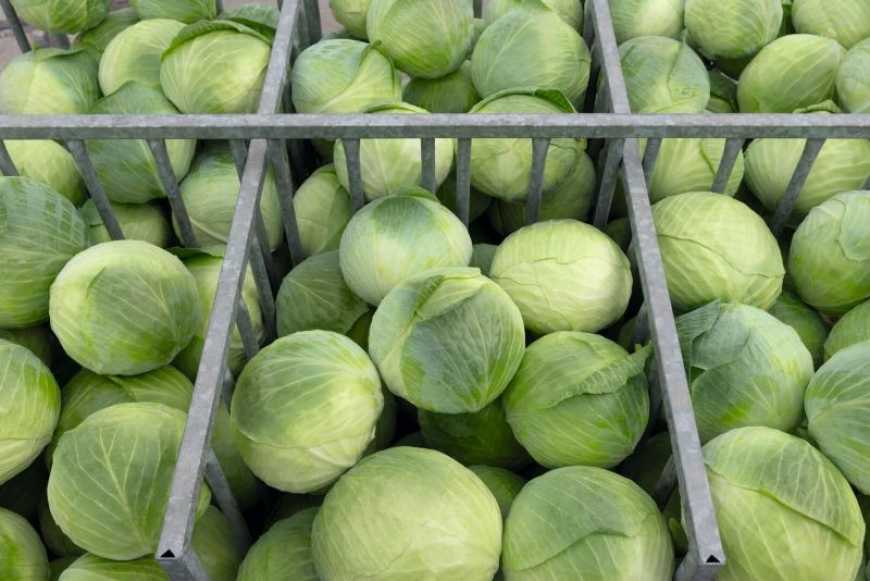 В Україні зросли цни на білоголову капусту