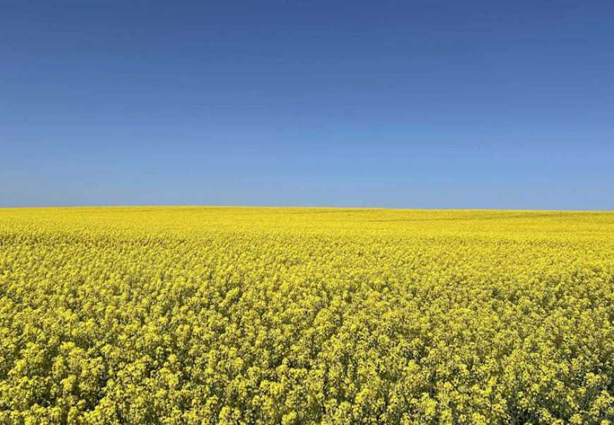 Corteva Agriscience пропонує українським фермерам нові гібриди озимого ріпаку