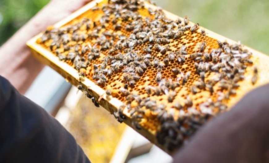 Затверджено новий внутрішньопородний тип бджіл української степової породи