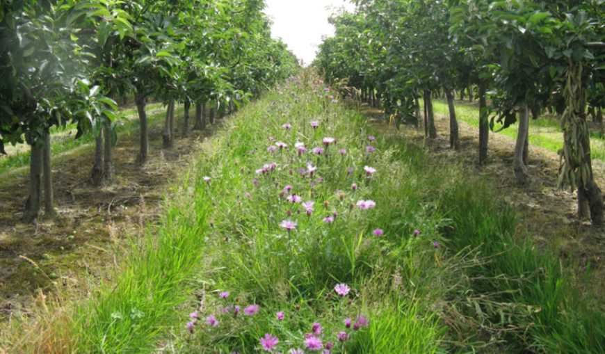 Сучасний лісосад створюють фермери на базі існуючого саду на Сумщині