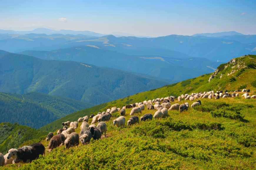 Наукове забезпечення галузі тваринництва регіону Буковини