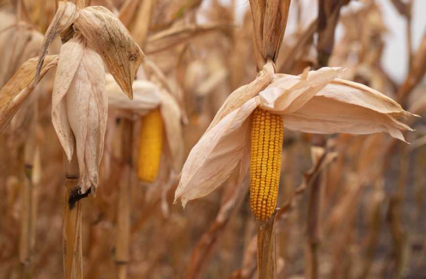 Чому гібриди кукурудзи Brevant™ seeds здобувають довіру агровиробників