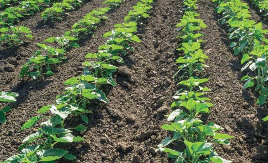 Попередити втрати на старті