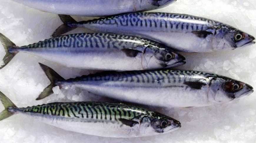 За шість місяців експортовано 217 тонн української мороженої риби