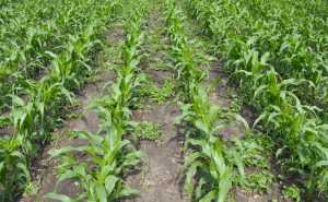 Чинники якісного внесення післясходових гербіцидів у посівах кукурудзи