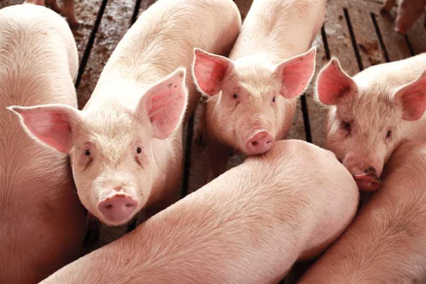 Ринок живця: в Україні продовжують знижуватися ціни