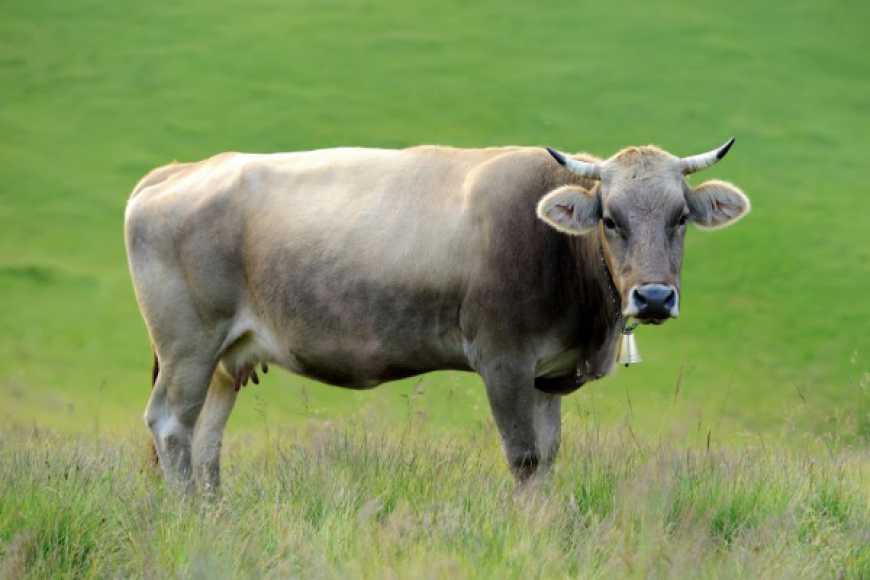 Племінне господарство «Комишанське» на Сумщині – одне з базових зі збереження лебединської породи