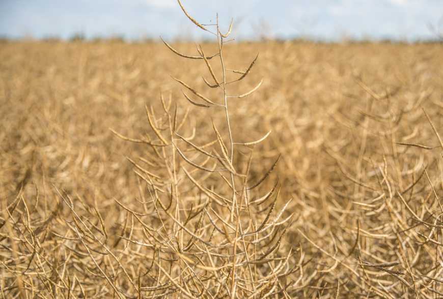 Ріпак: врожайність по Україні знизилась на 17,6% відносно минулого сезону